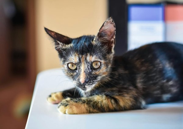 Centre vétérinaire givry : des services pour chaque besoin animal