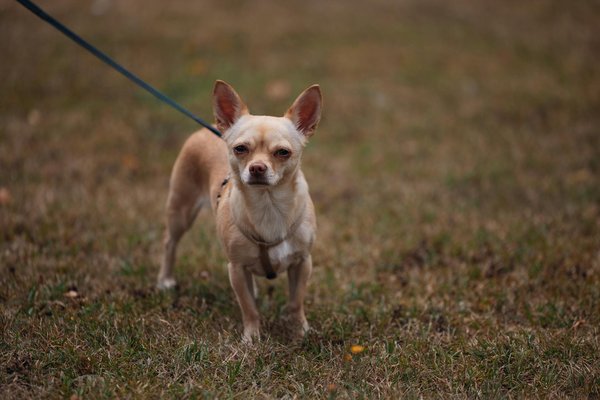 Les croquettes sur mesure de pro - nutrition pour votre animal