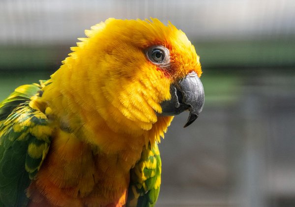 Les 5 étapes pour réussir la vente d'un animal de compagnie