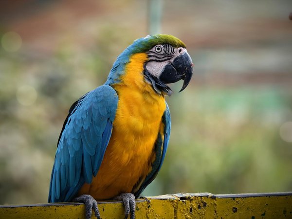 Les acariens chez le chat : comprendre et combattre