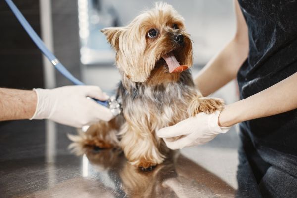 Assurance animaux : couvrez tous les besoins de vos compagnons