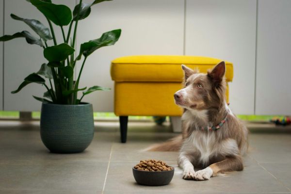 Chanvre pour animaux : Comment l'intégrer à l'alimentation de votre compagnon de maison ?