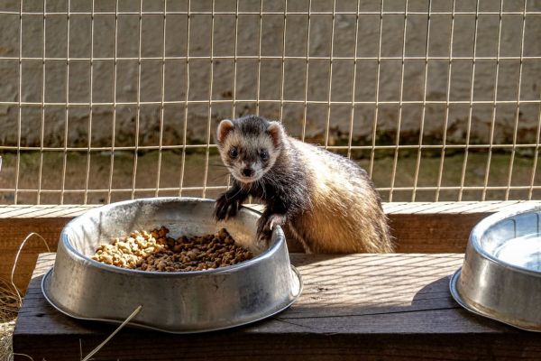 Croquettes pour furet : quelle dose donner à votre animal ?