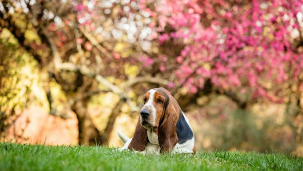 Découvrez les qualités exceptionnelles du basset hound