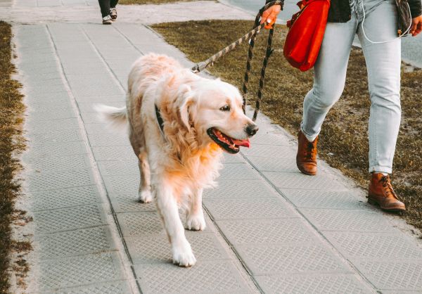Guide des meilleures laisses pour chiens alliant style et robustesse