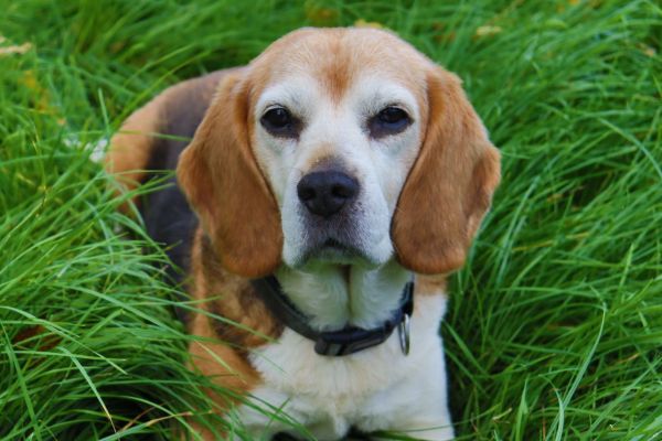 Le basset hound : un trésor de loyauté et de tendresse