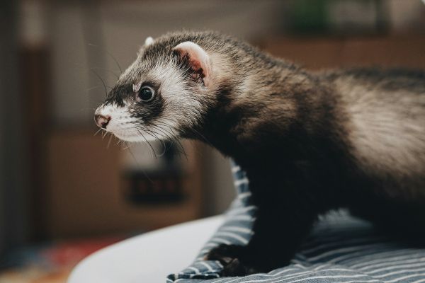 Le guide essentiel pour doser les croquettes de votre furet