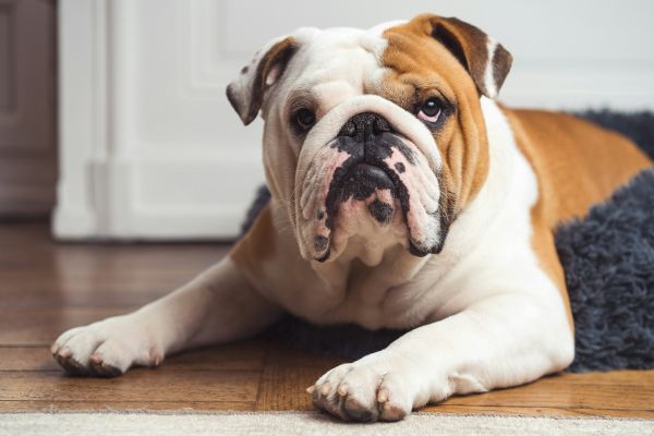 Les secrets pour accueillir chez vous l'une des races de chiens les plus adorables