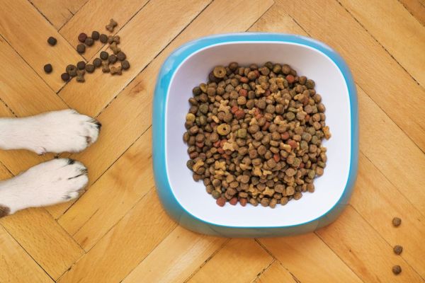 Quelles sont les meilleures marques de croquettes pour chien ?