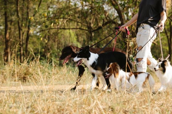 Spécialiste de vente de laisses pour chiens tendance et solides